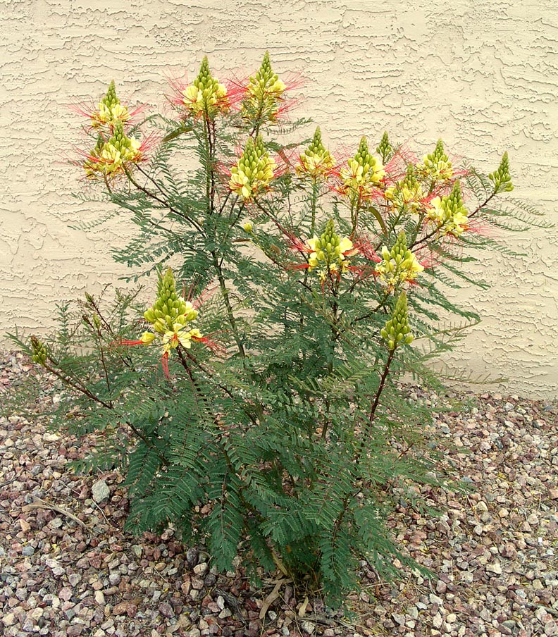 ابریشم مصری